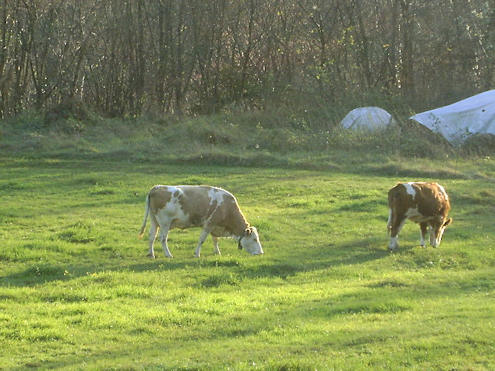 Mucche al pascolo: Villabruna è circondata da prati che possono diventare meta per rilassanti passeggiate.